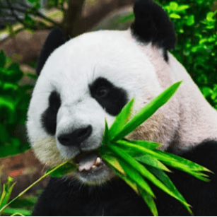 Animal Generator Creative Tool Interface